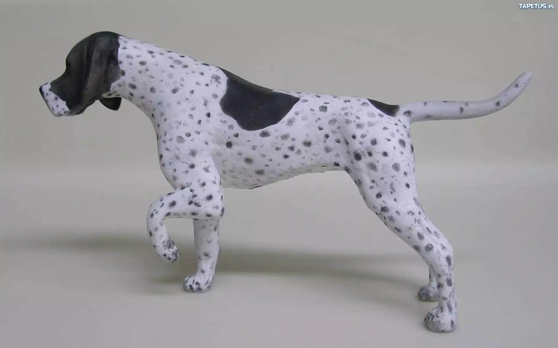 Pointer, czarne, kropki