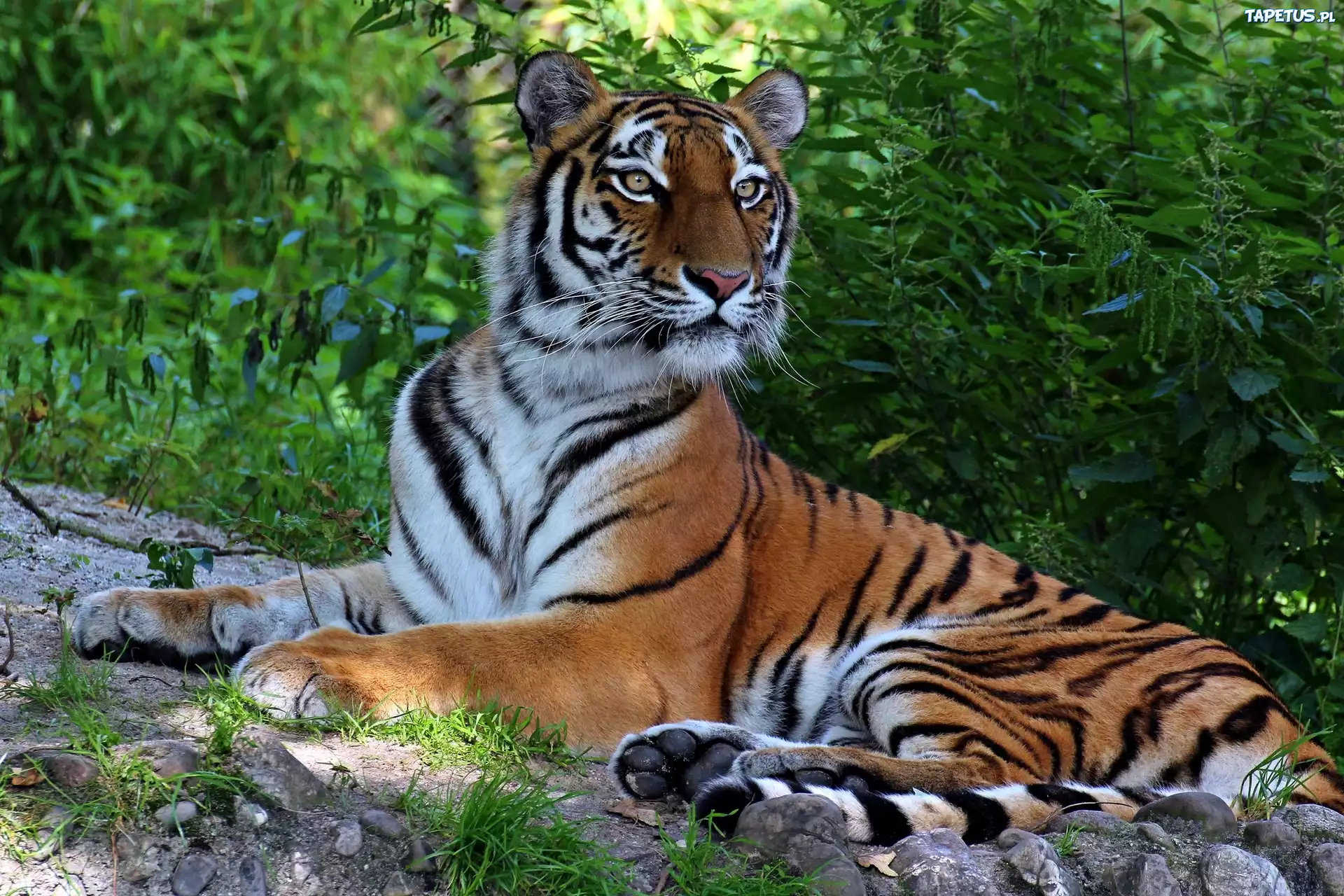 тигр хищник лес без смс