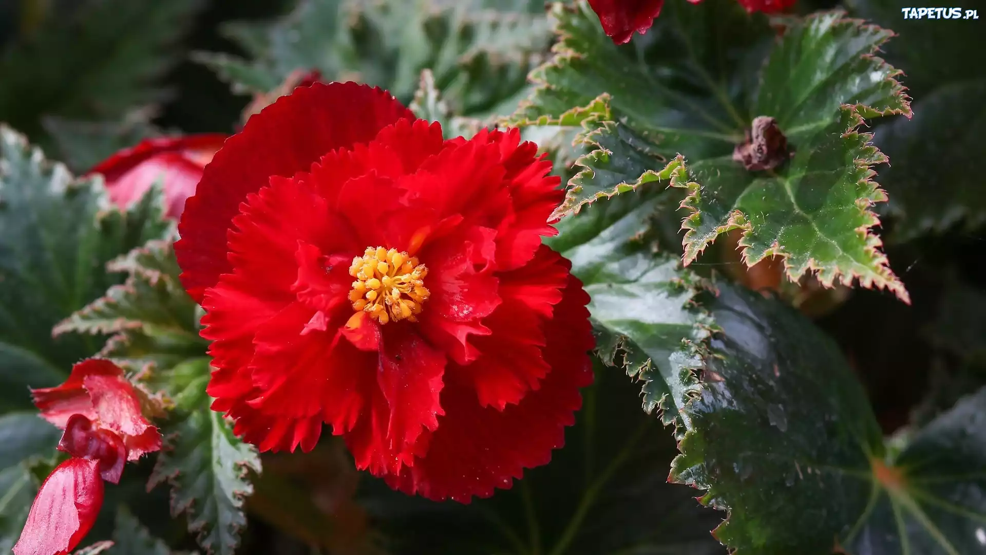 Kwiat, Czerwona, Begonia