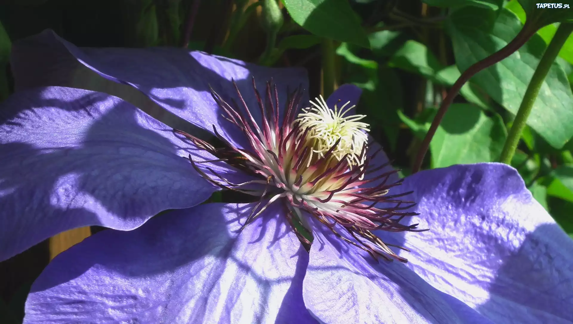 Przyroda, Kwiat, Clematis