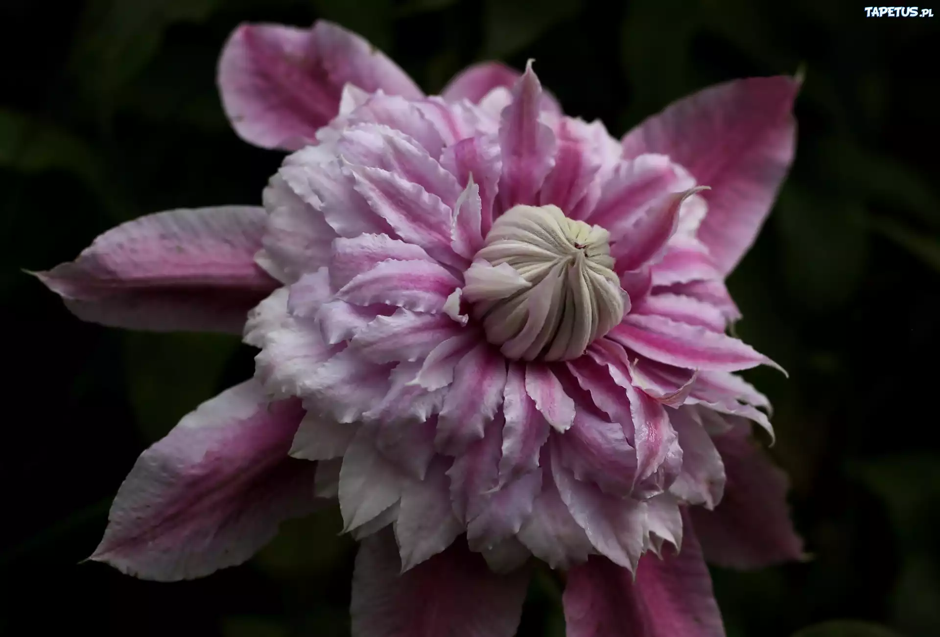 Różowy, Clematis
