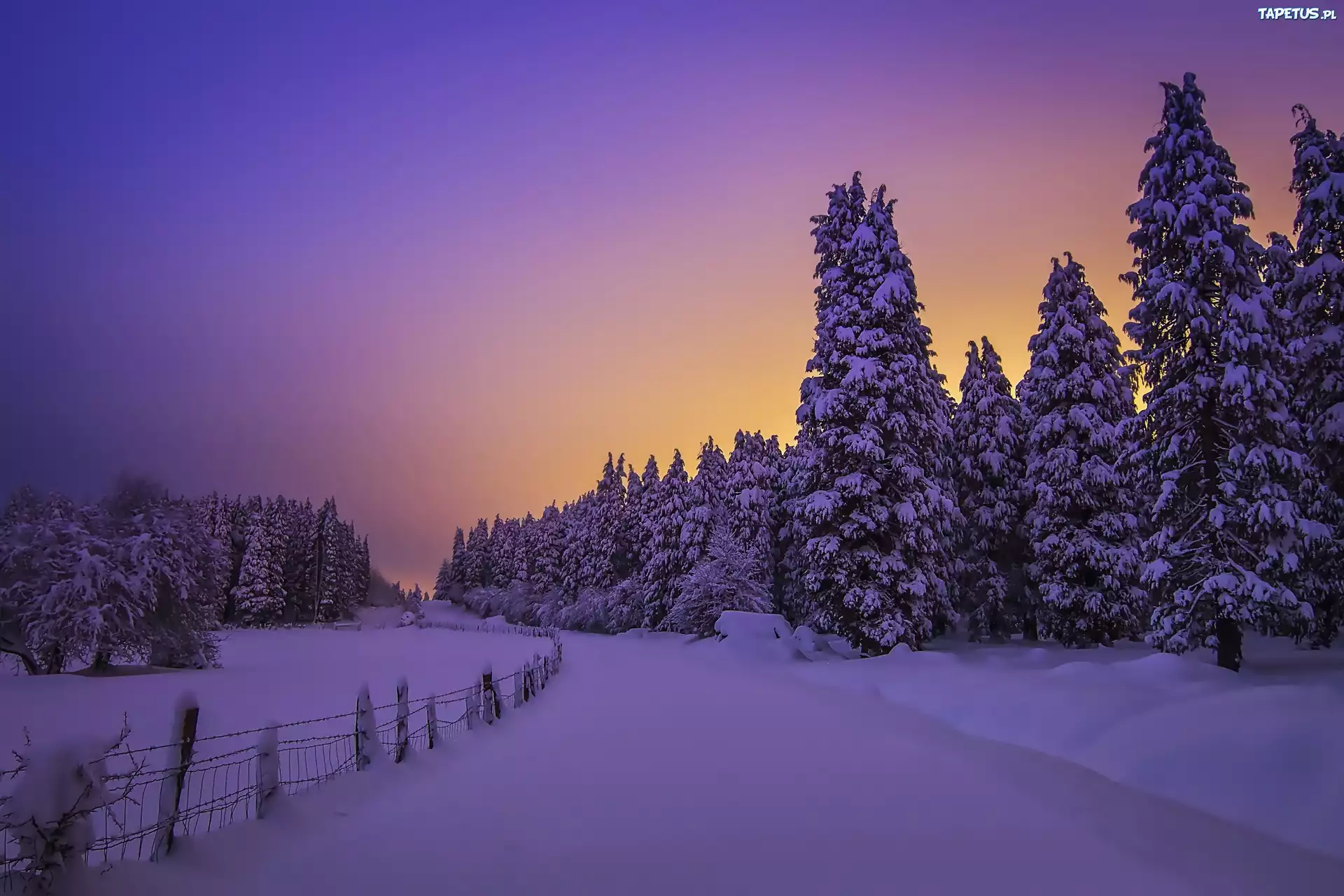 Zima, Śnieg, Noc, Las, Świerki