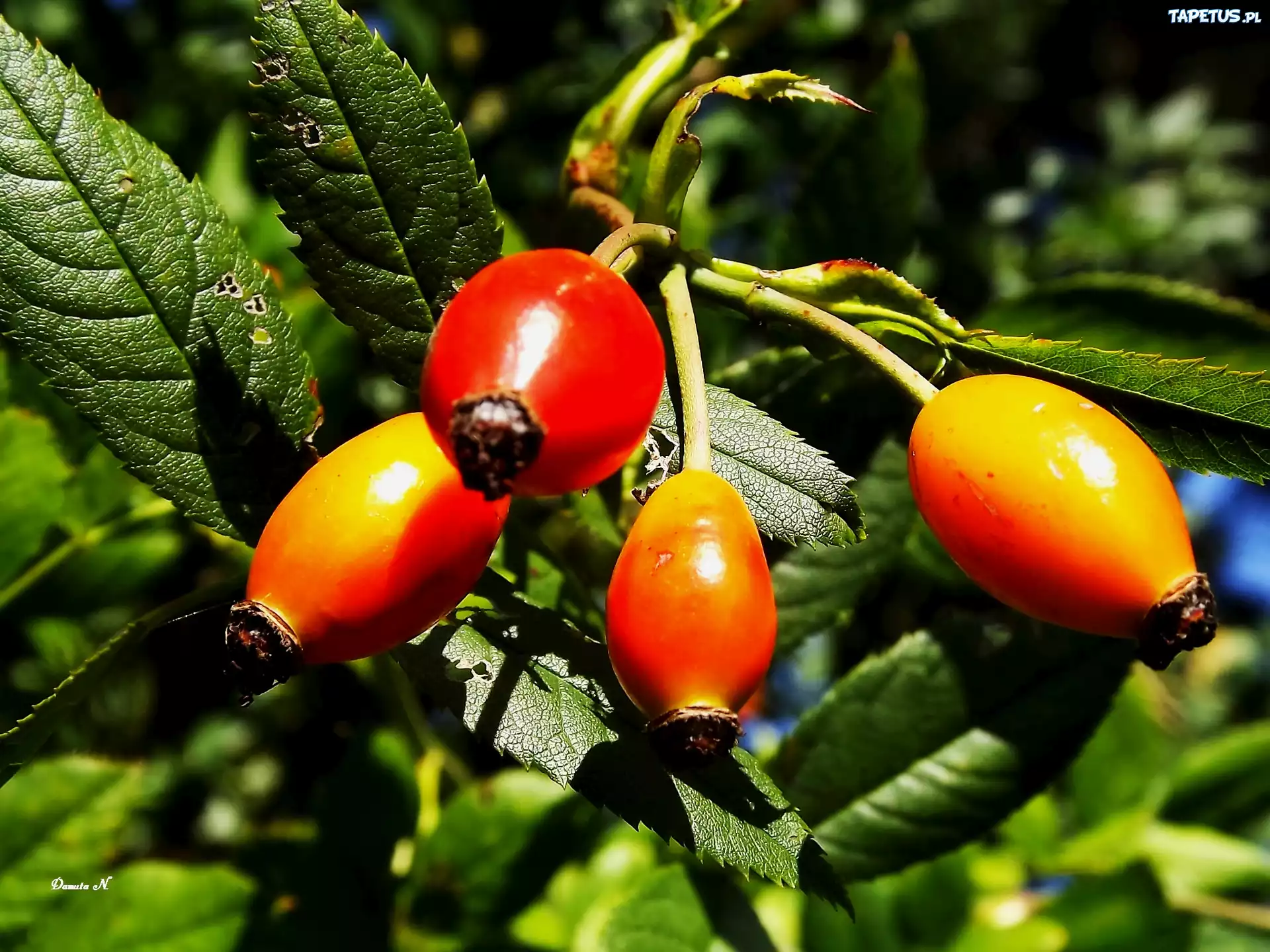Owoce, Dzikiej, Róży, Liście, Ogród, Lato