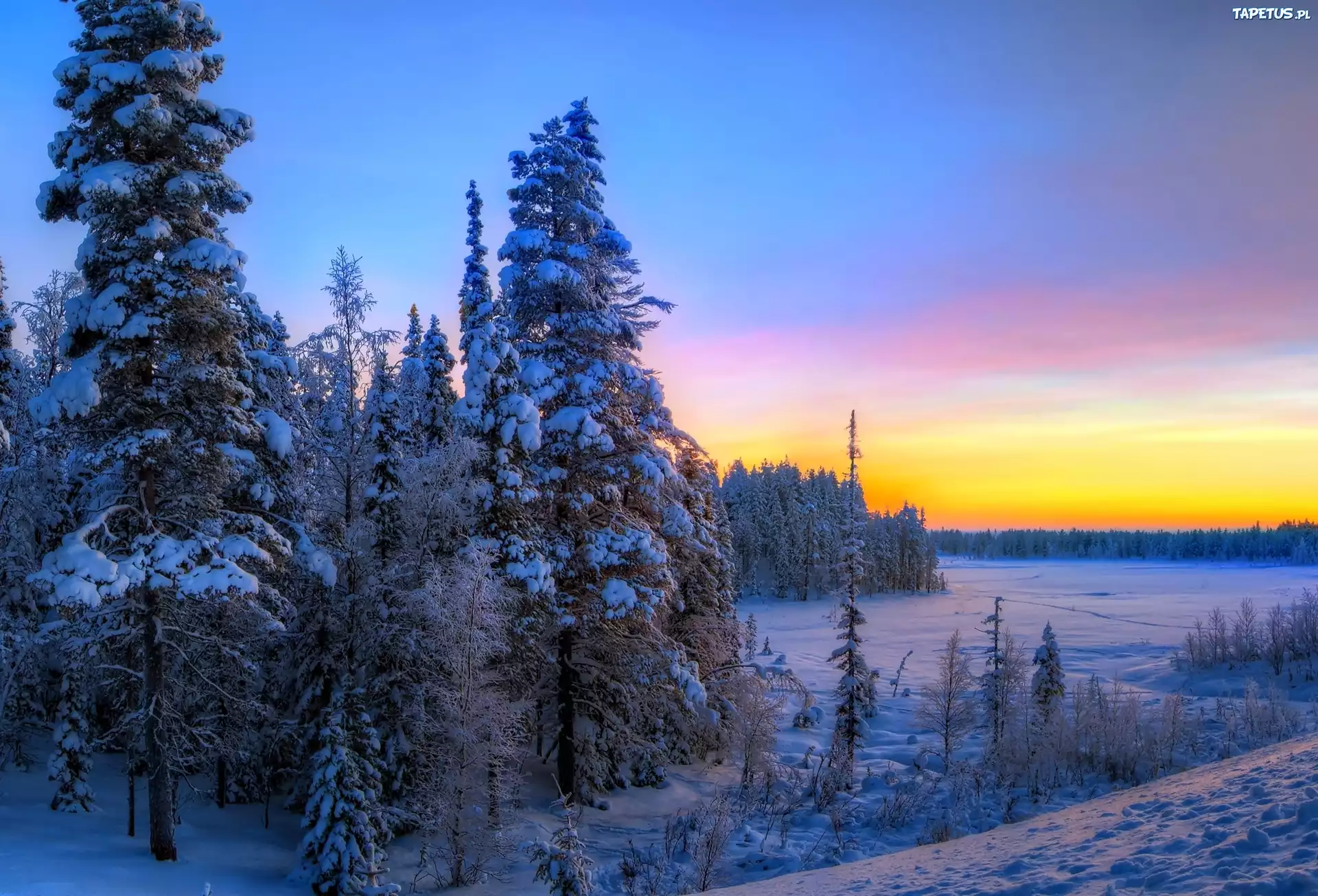 снег ели закат загрузить