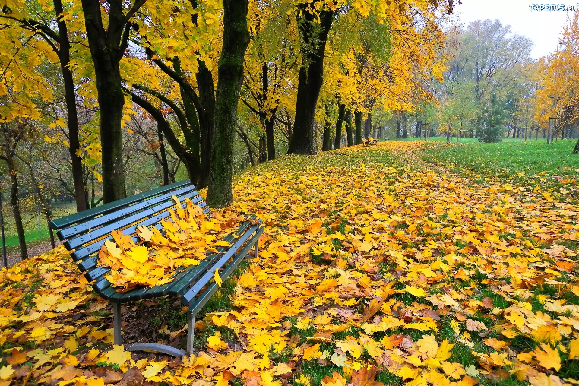 Park, Drzewa, Liście, Ławka