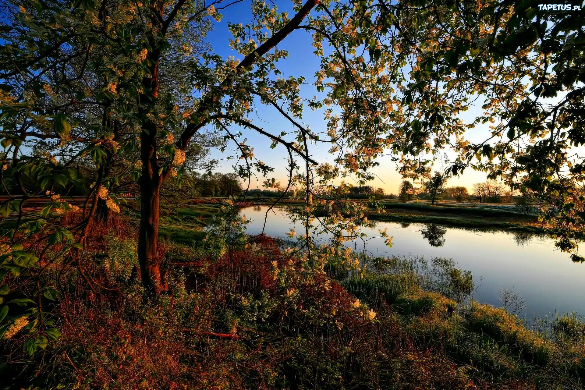Kwitnące, Drzewo, Staw, Wiosna