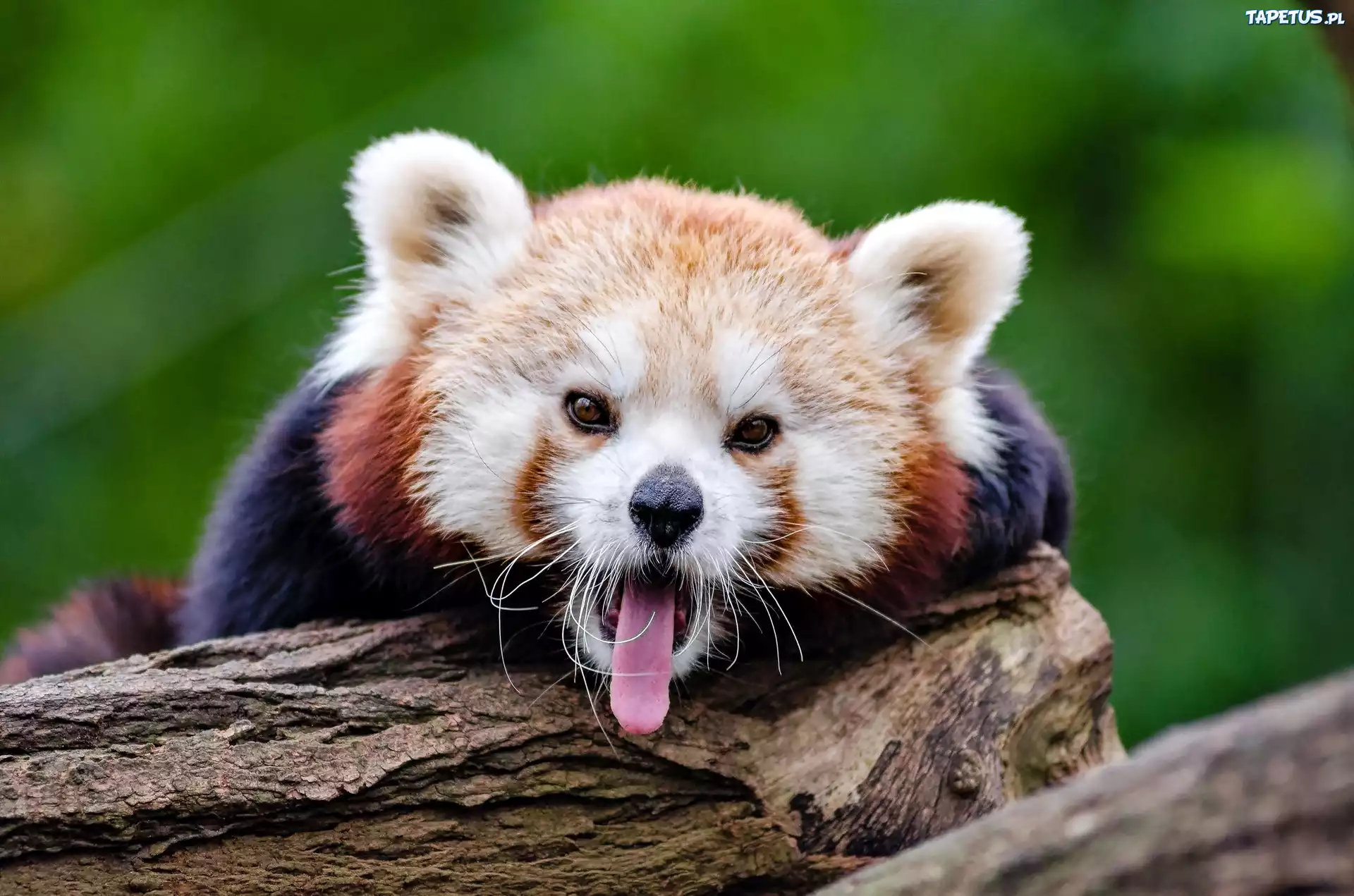 Panda, Język, Drzewo