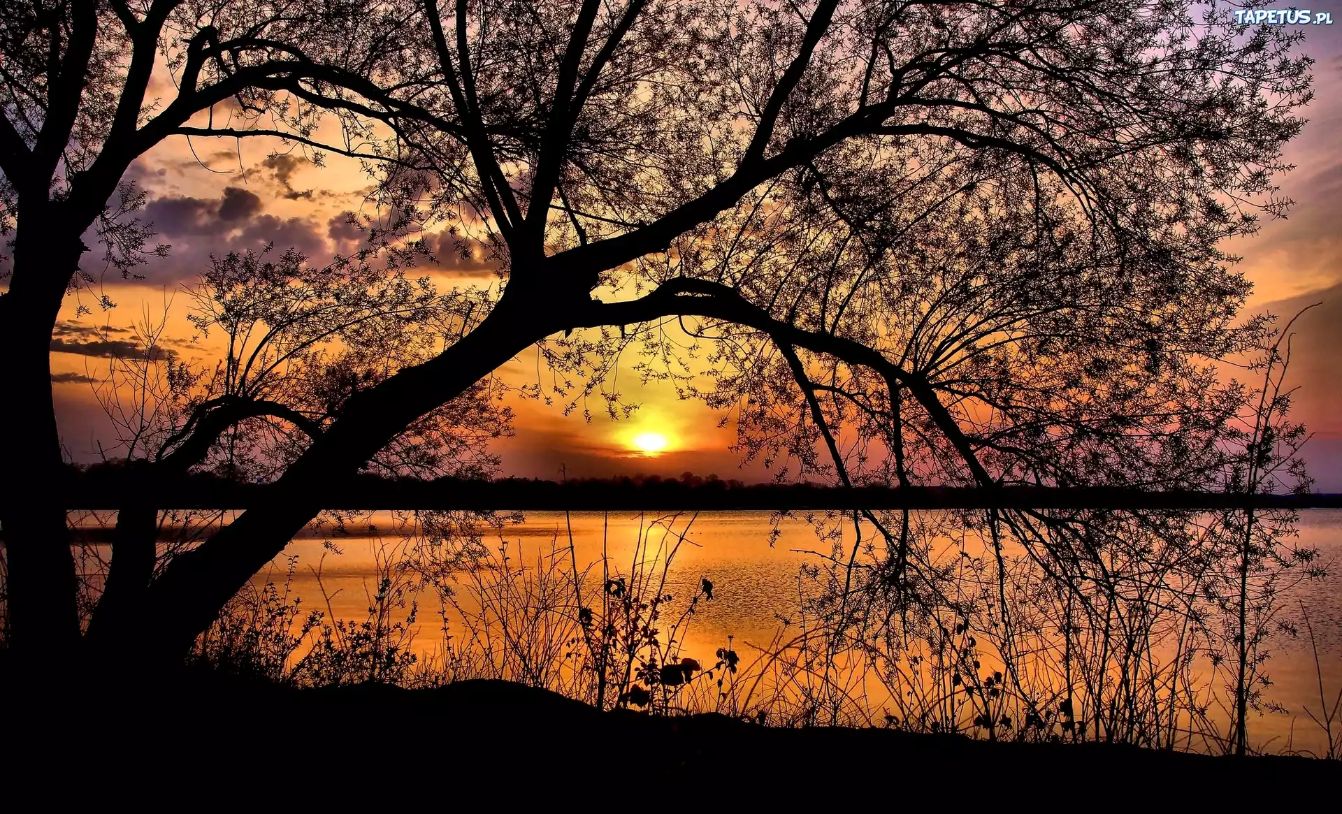 Jezioro, Drzewo, Roślinność, Zachód, Słońca