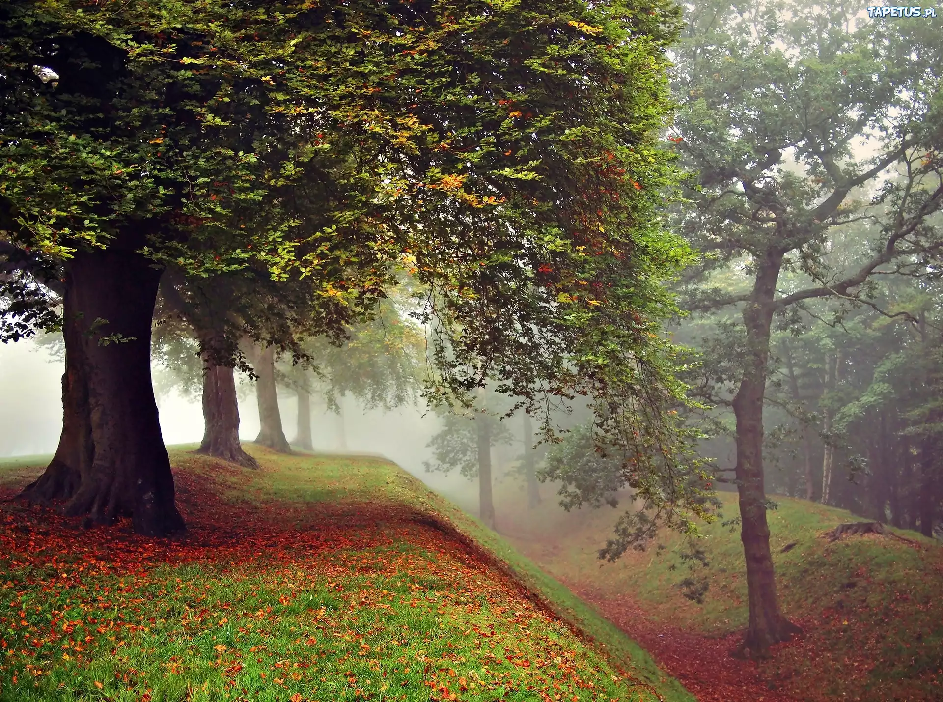 Jesień, Park, Mgła