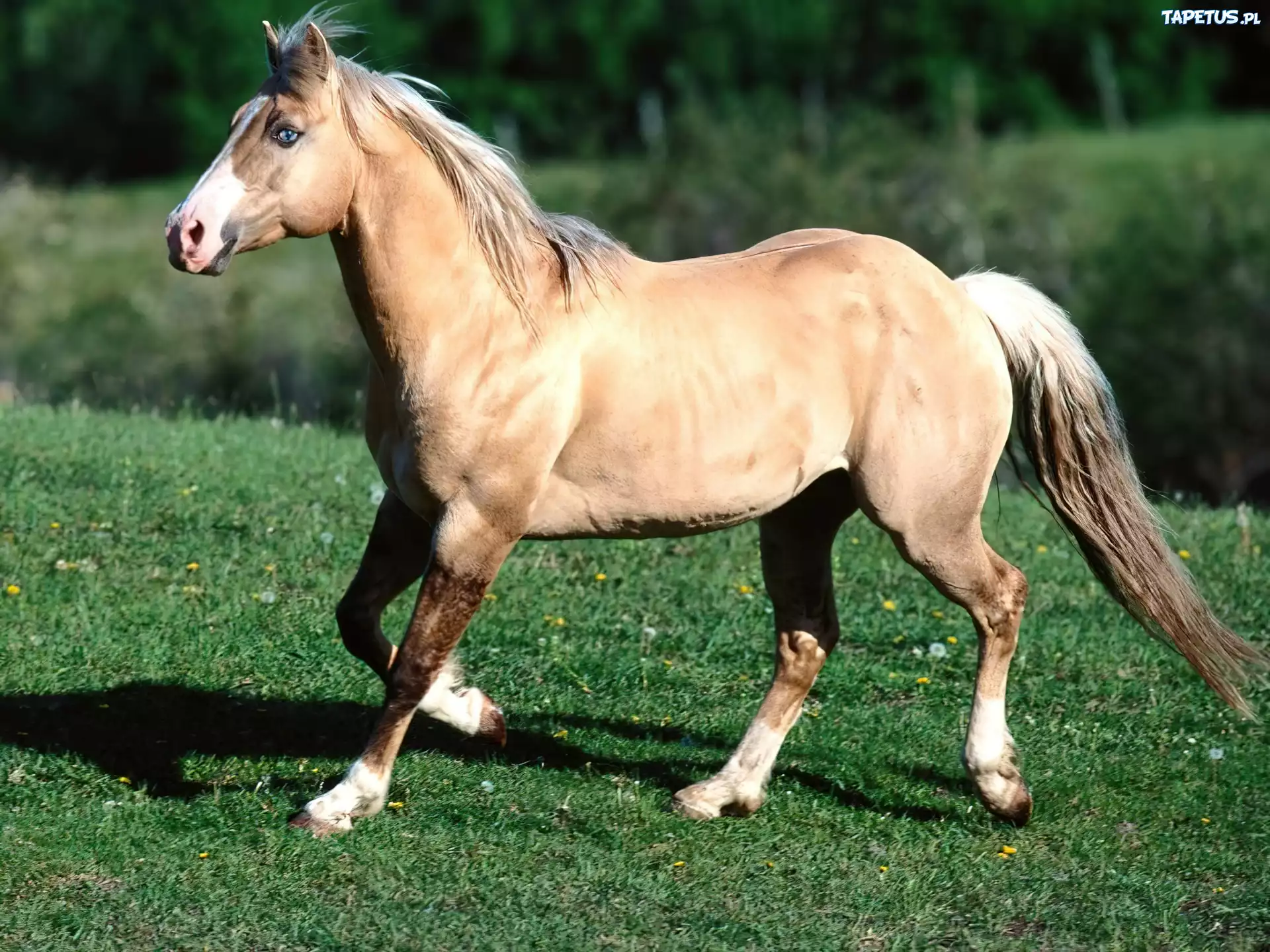 Koń