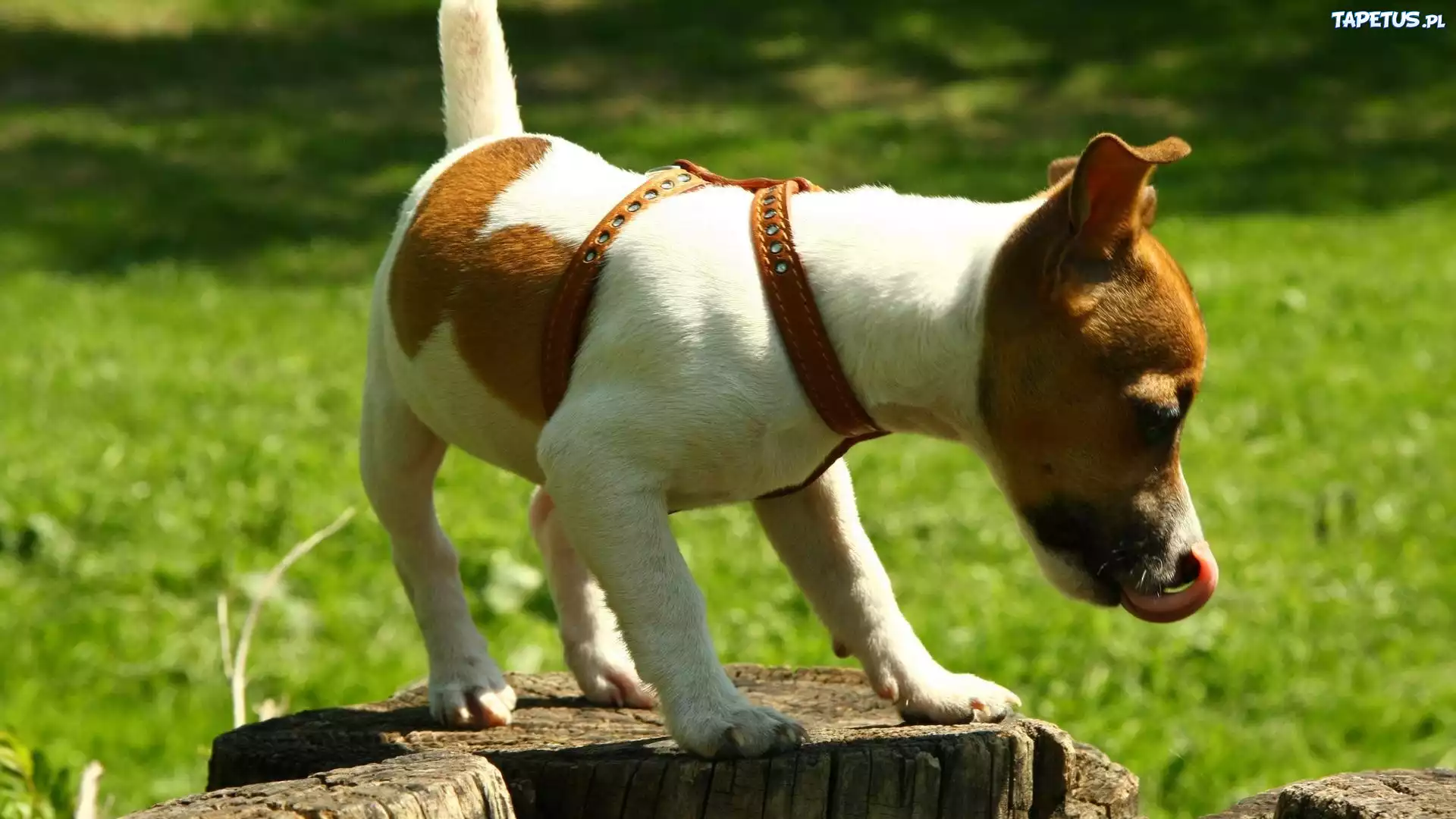 Jack Russell Terrier, Język, Pień