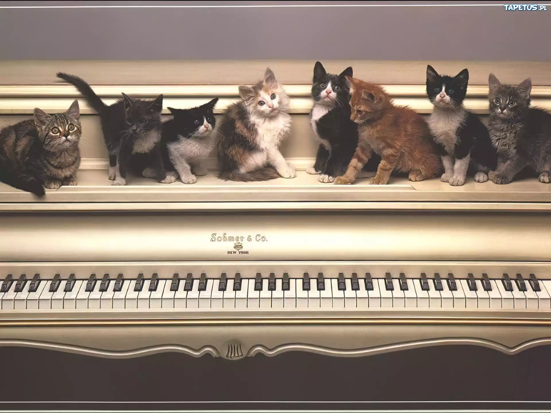Koty, Pianino