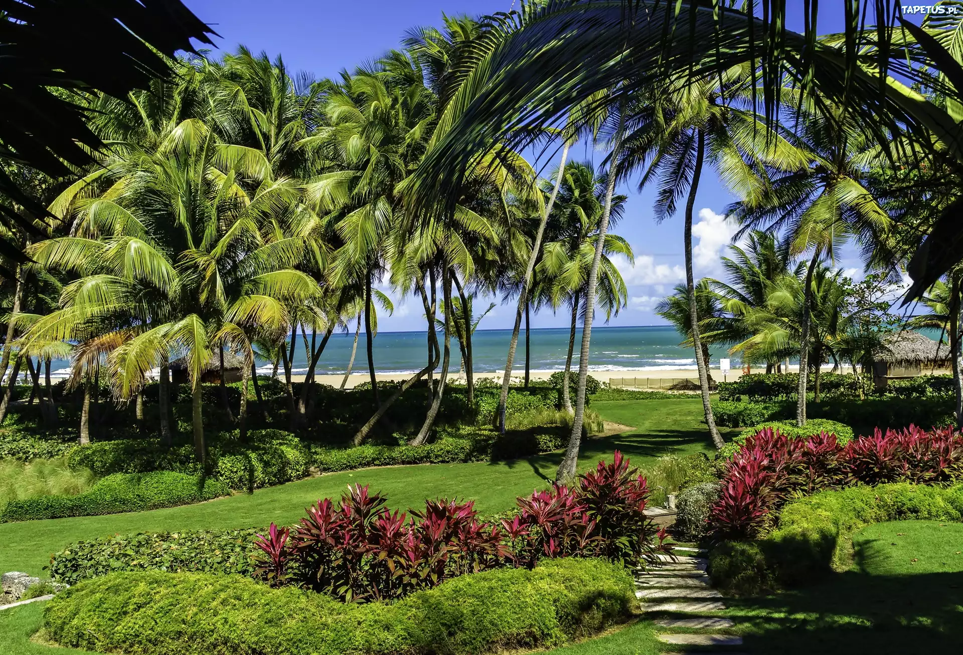 Morze, Park, Palmy, Puerto Rico