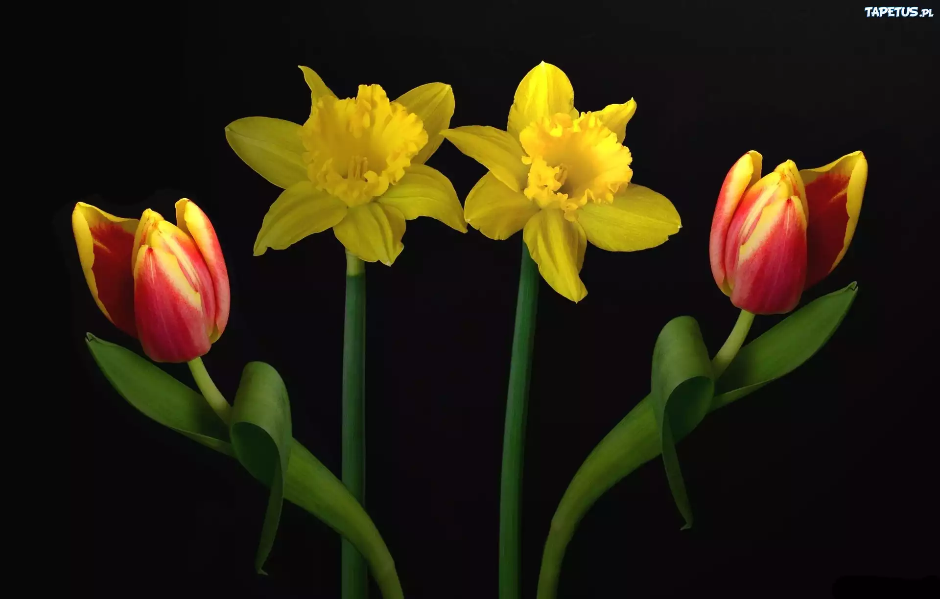 Tulipany, Żonkile