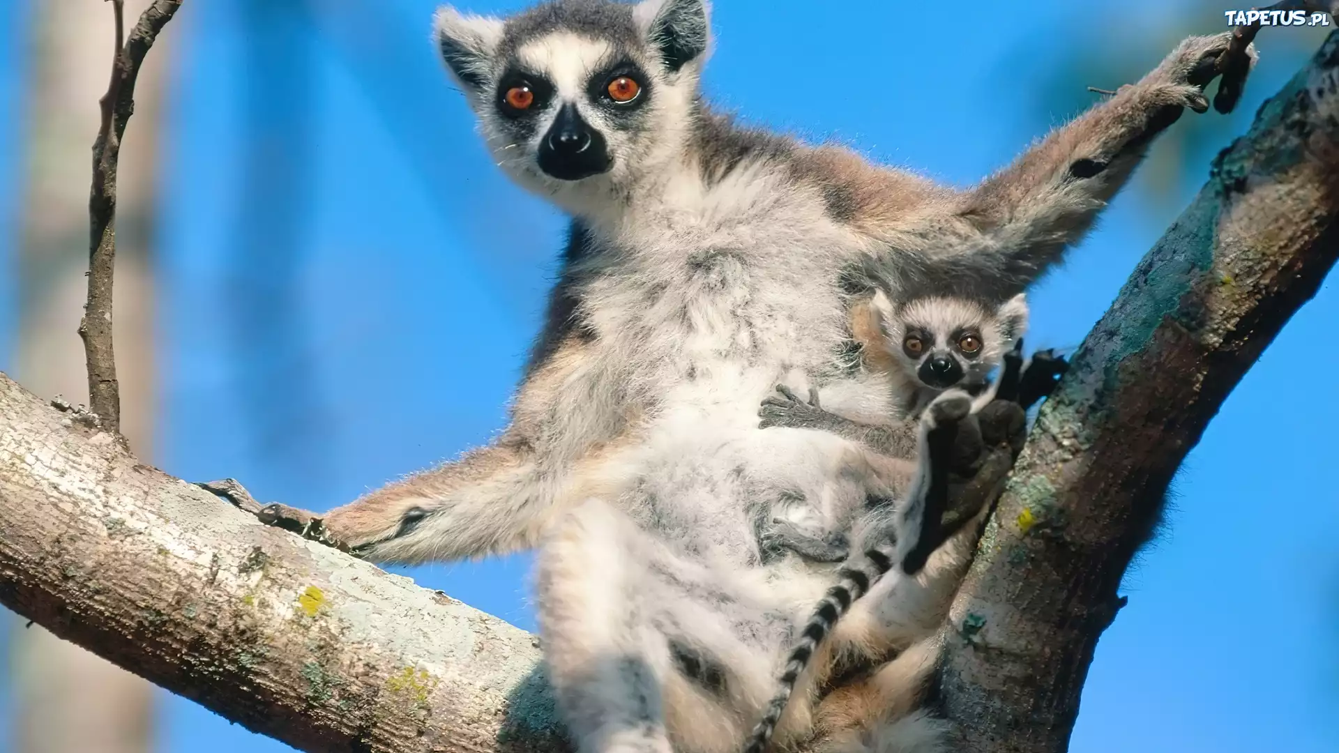 Lemur, Z, Młodym