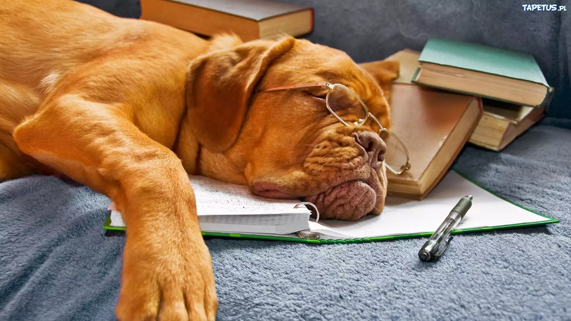 Śpiący, Pies, Dog de Bordeaux