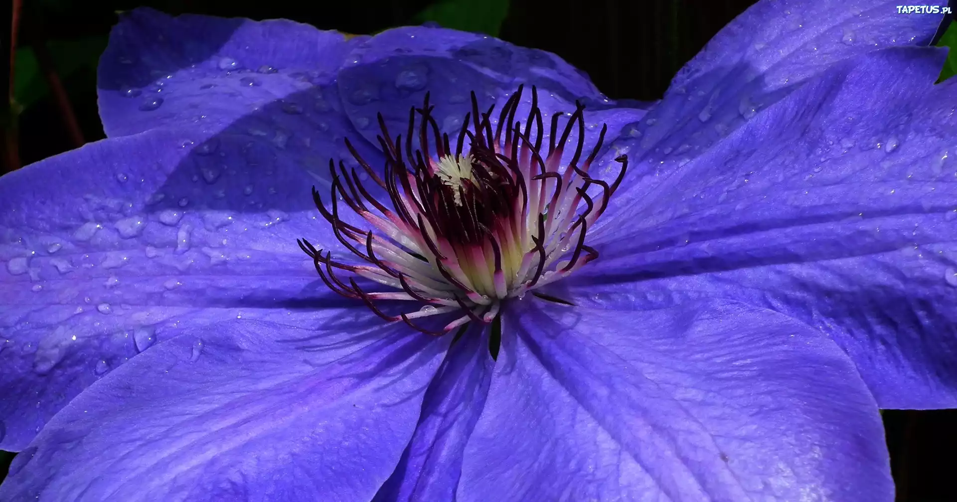 Przyroda, Kwiat, Clematis