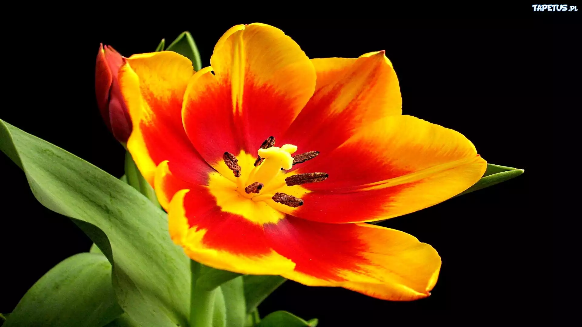 Czerwono, Żółty, Tulipan