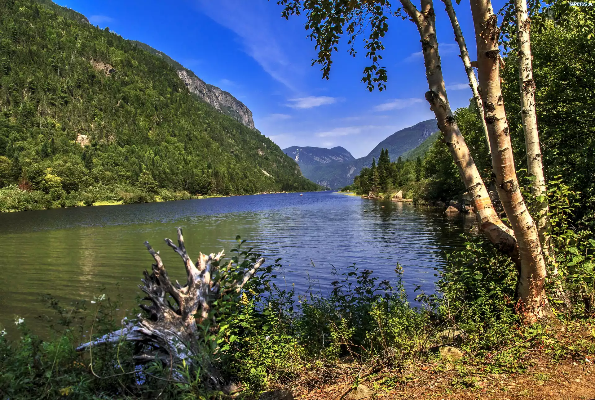 природа река деревья горы камни трава nature river trees mountains stones grass скачать