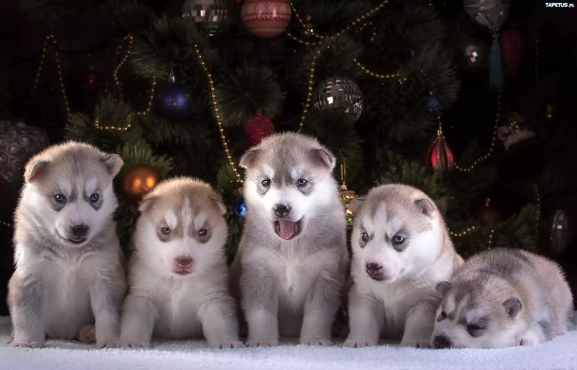 Pięć, Szczeniaków, Siberian Husky