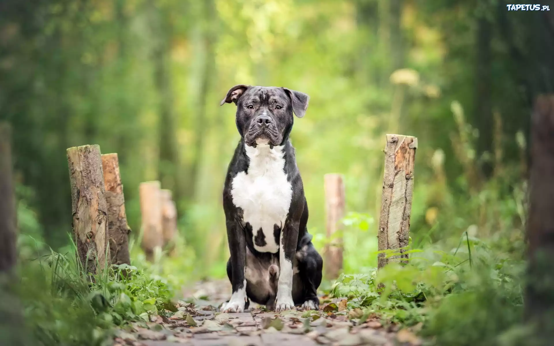 Las, Pit Bull Terrier, Ścieżka
