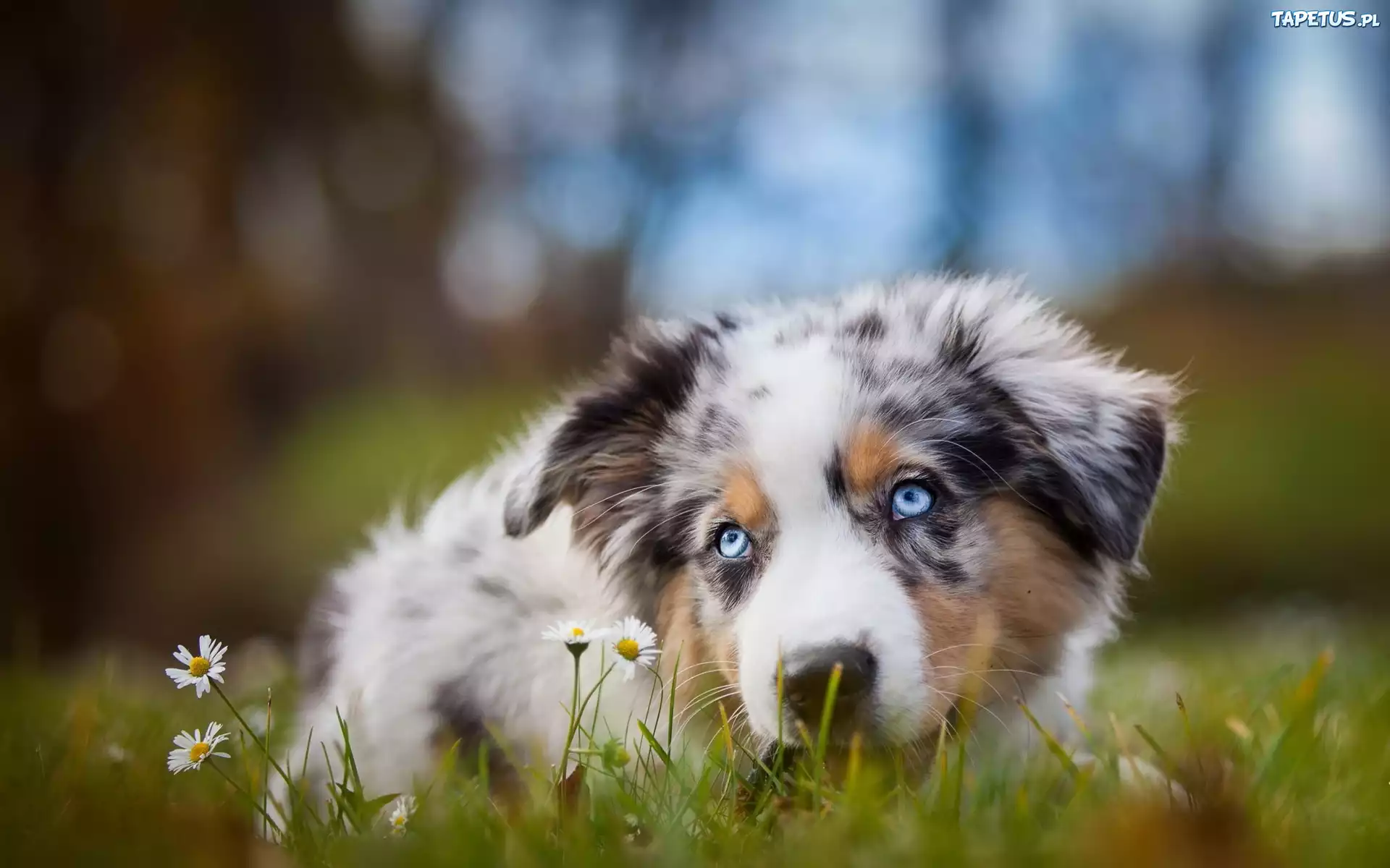Owczarek australijski-australian shepherd