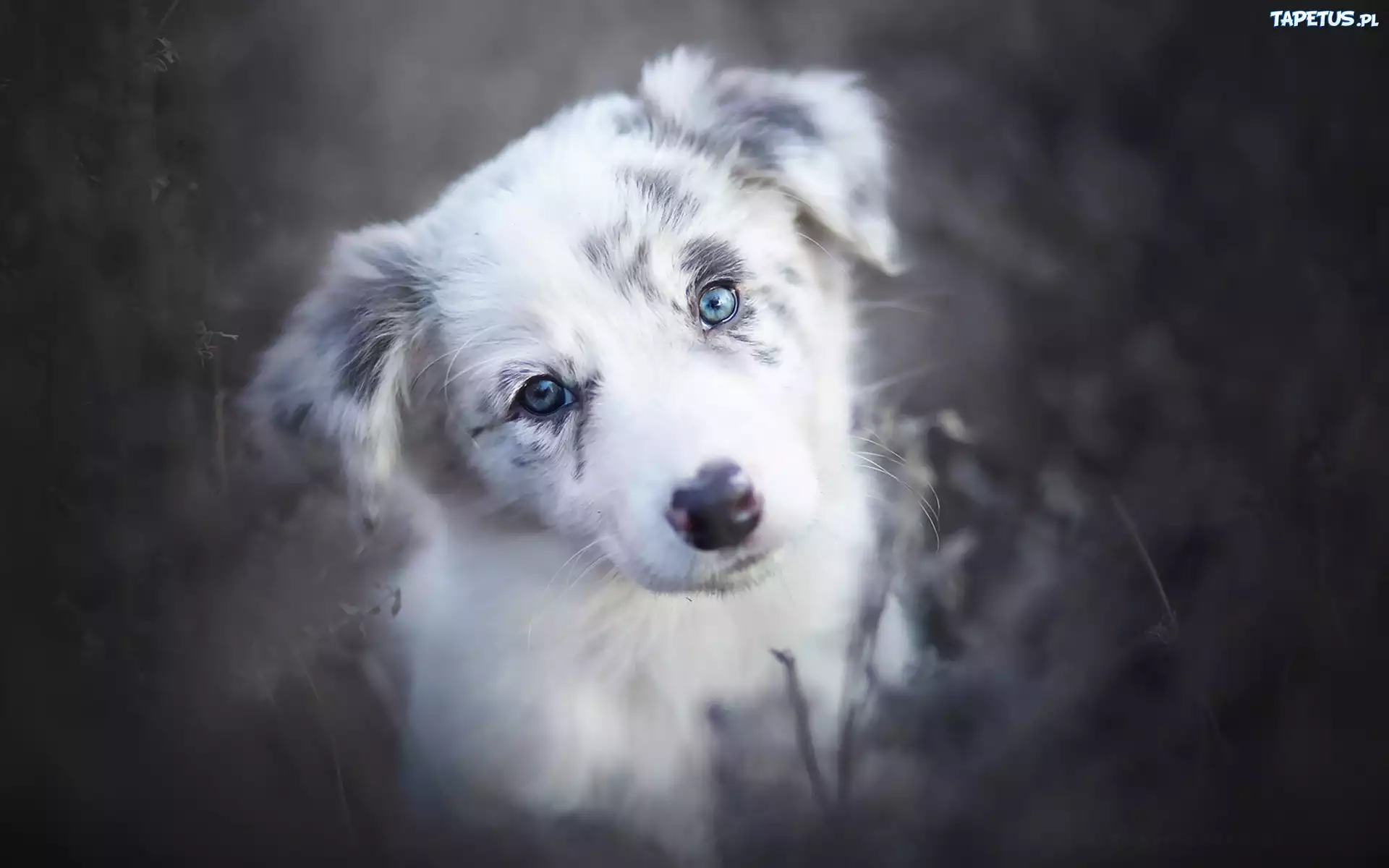 Border collie, Szczeniak