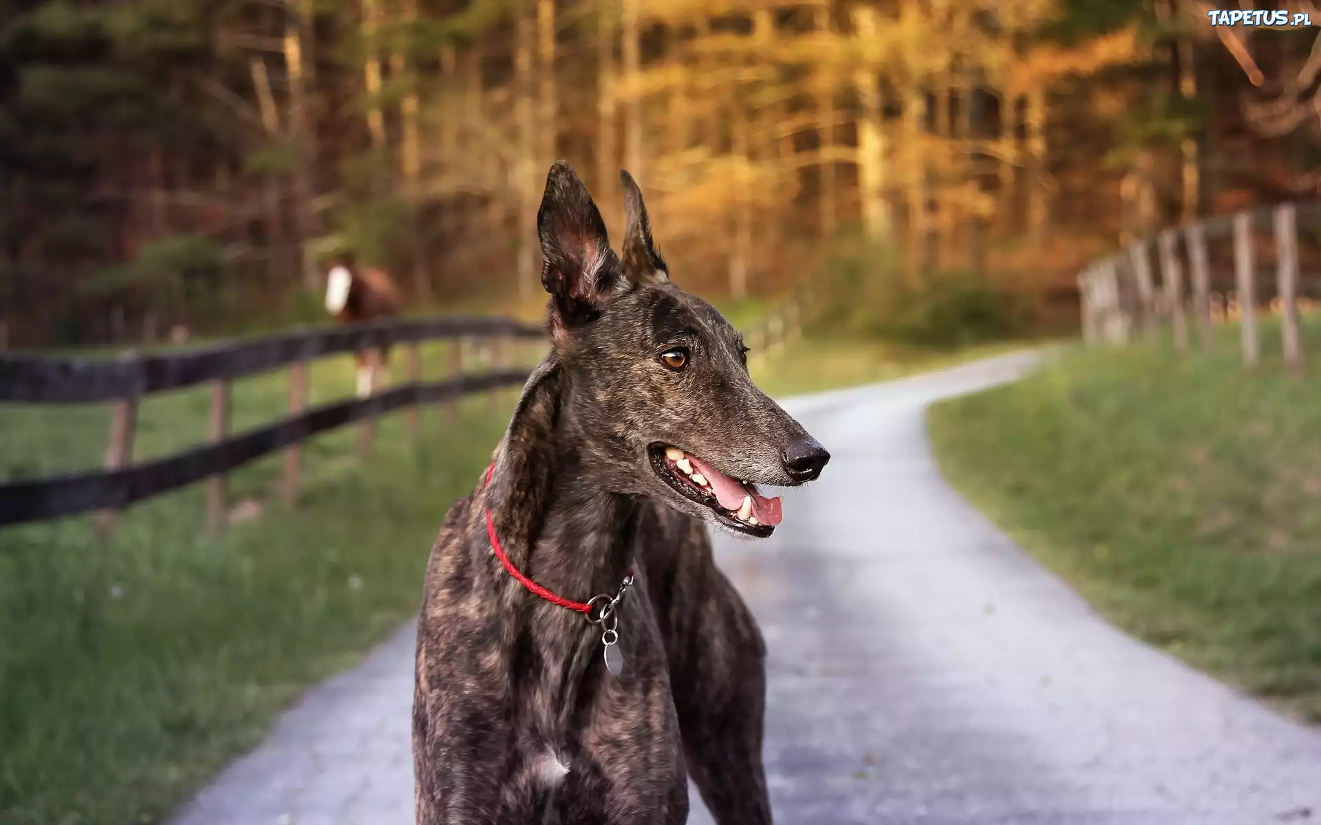 Pies, Whippet