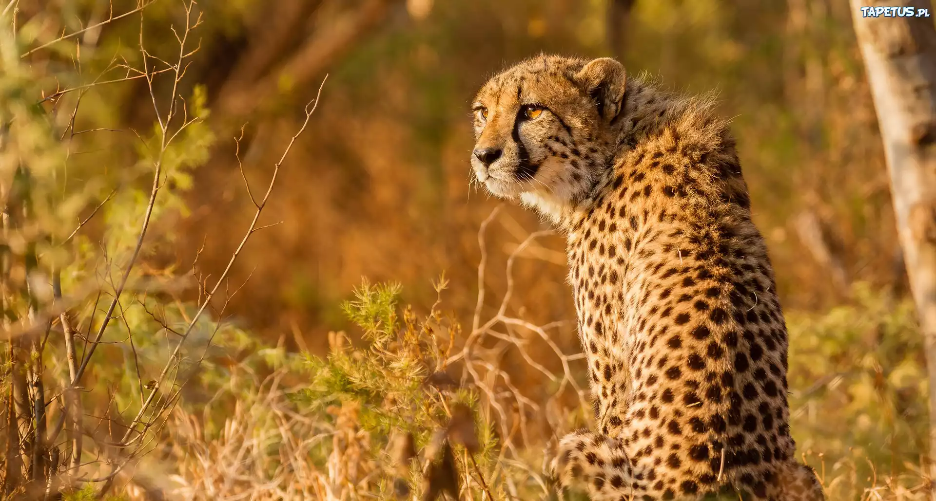 Dziki, Kot, Gepard