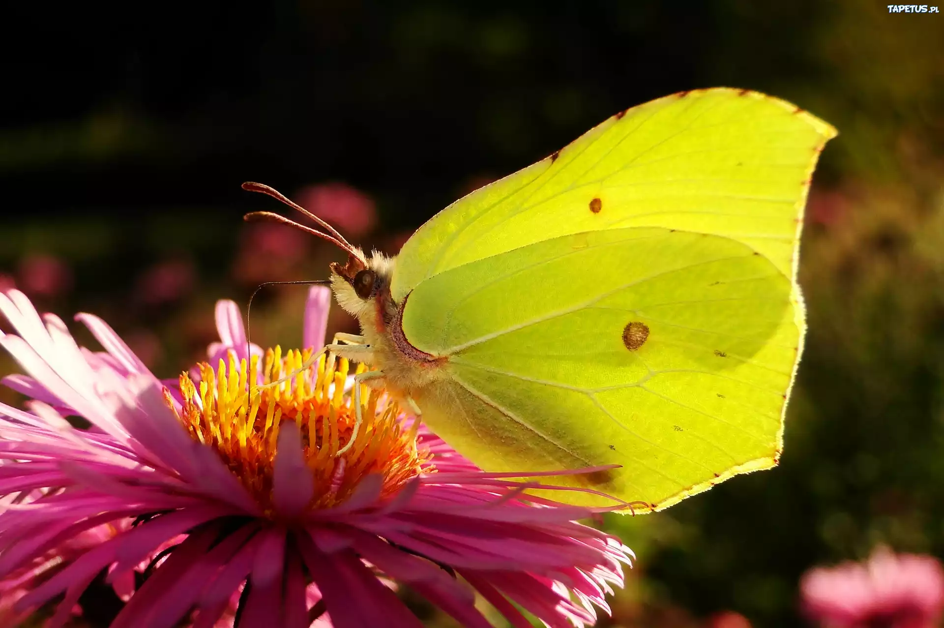 Motyl, Latolistek cytrynek, Kwiat, Aster