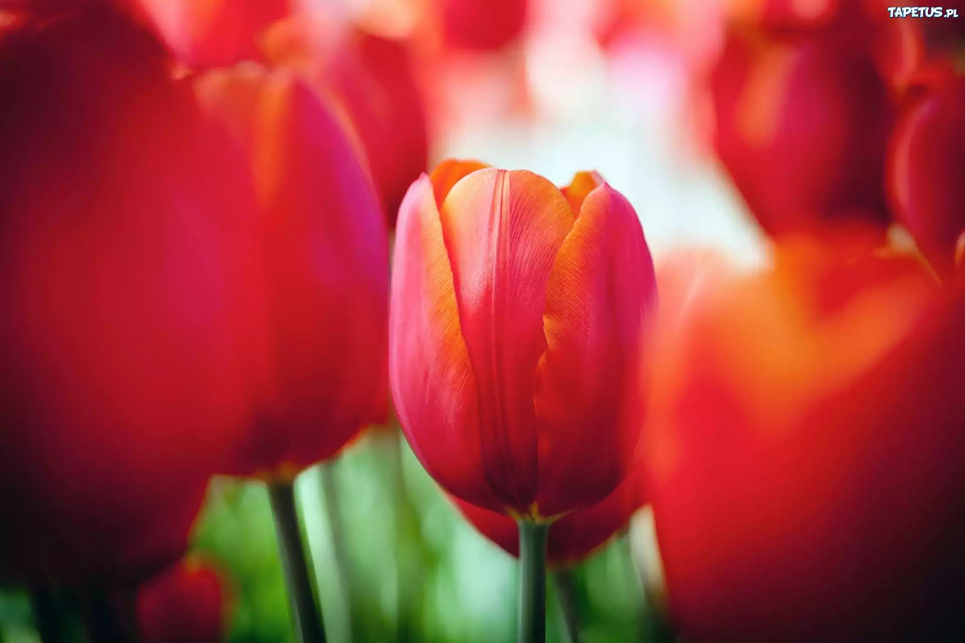 Czerwone, Tulipany