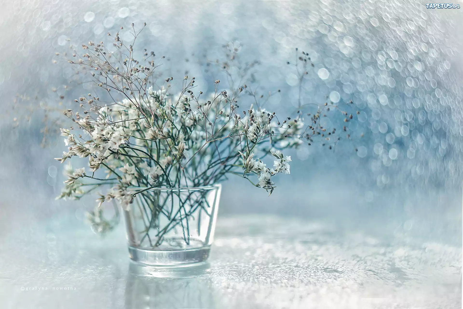 Dekoracja, Suche, Rośliny, Wazonik, Bokeh