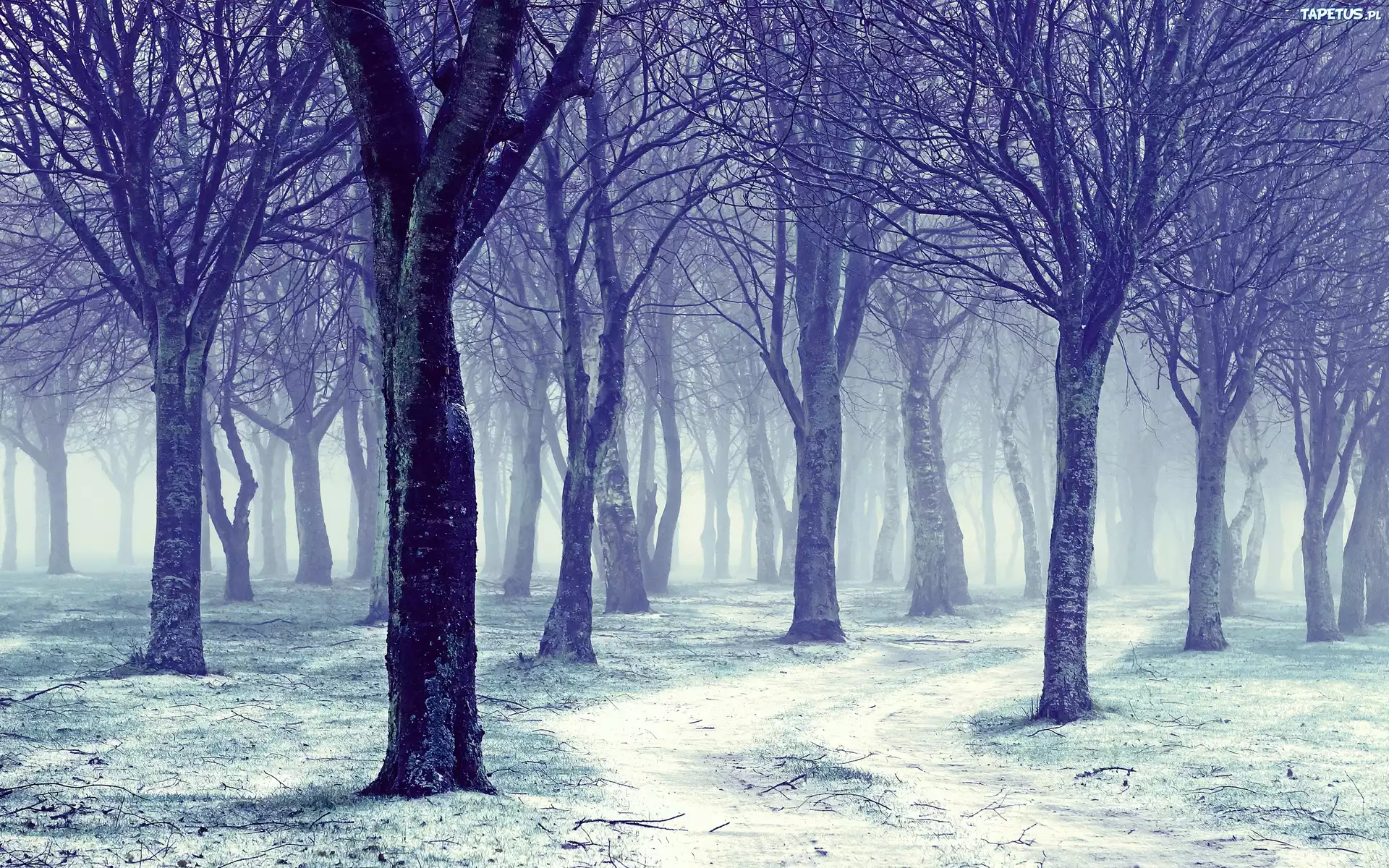 Zima, Las, Drzewa, Śnieg