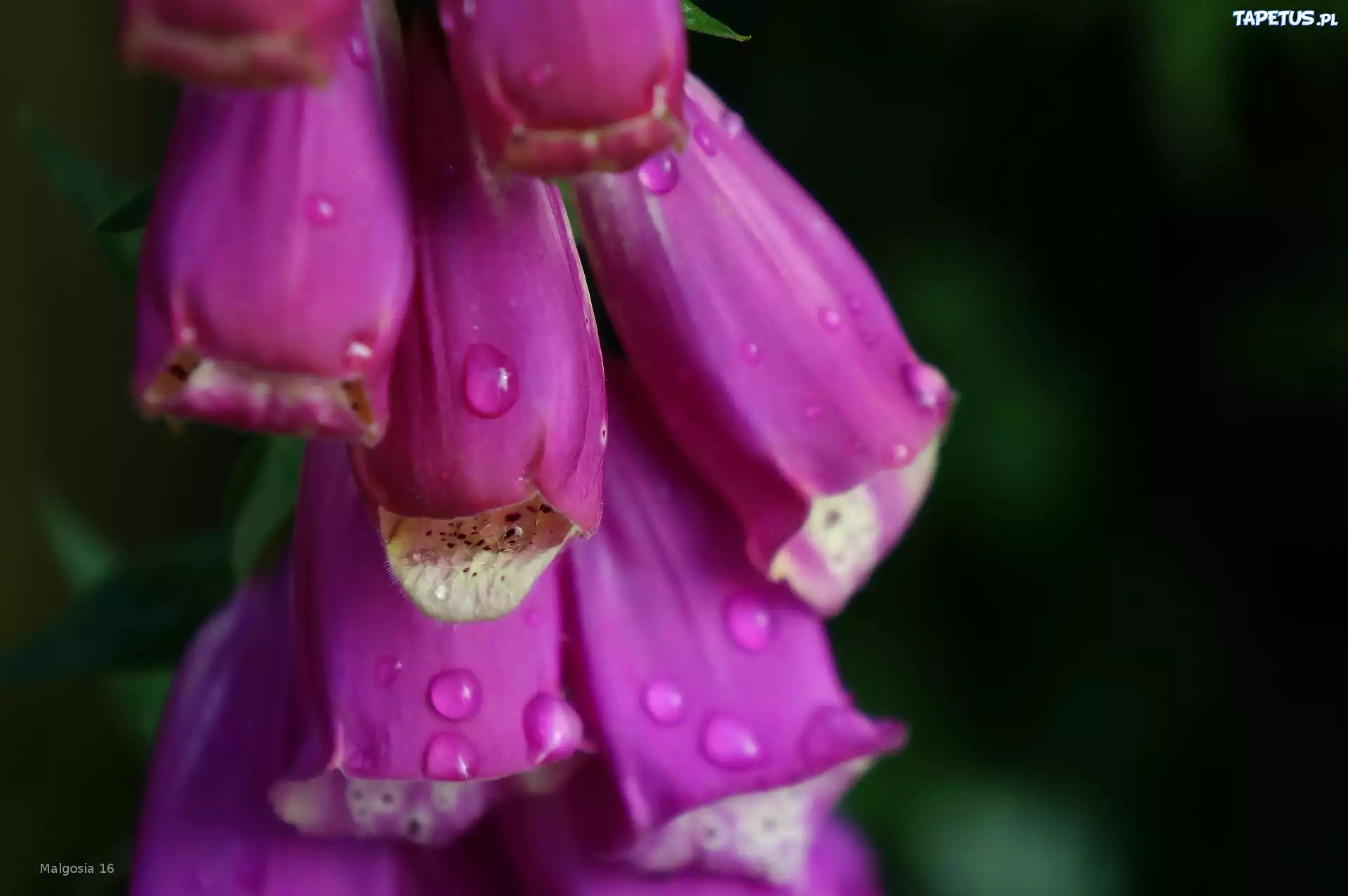 Kwiat, Naparstnica Purpurowa, Krople