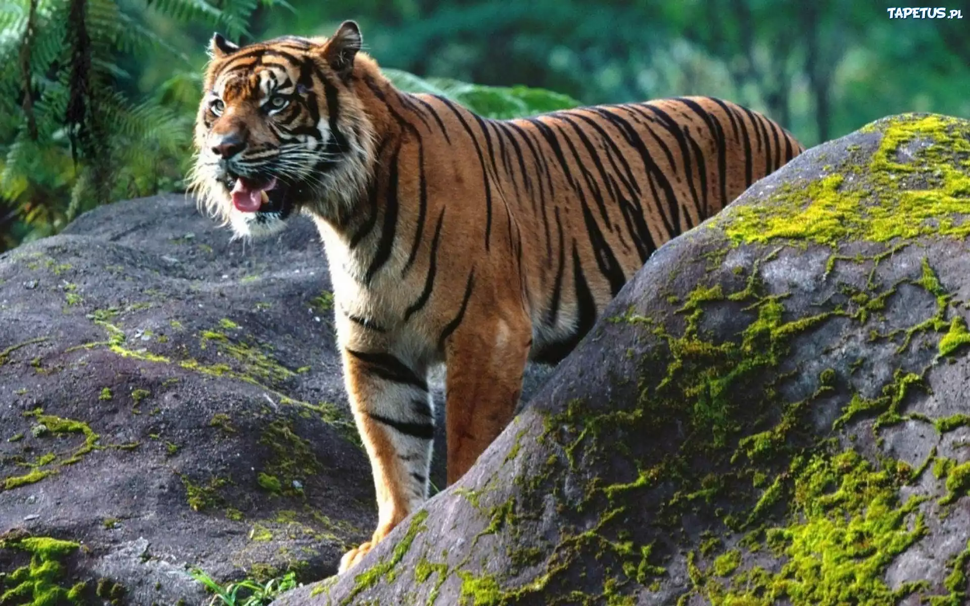 Tigr. Суматранский тигр. Центральный Сихотэ-Алинь с тигром. Суматранский тигр ареал. Суматранский тигр и Амурский тигр.