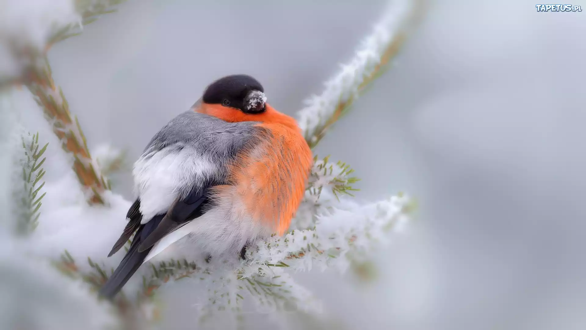 природа животные птицы деревья зима снег скачать
