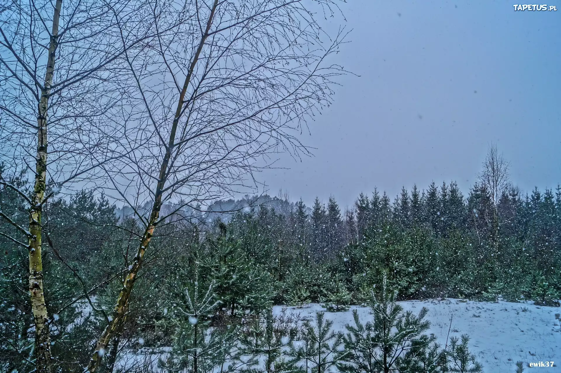 Zima, Las, Śnieg
