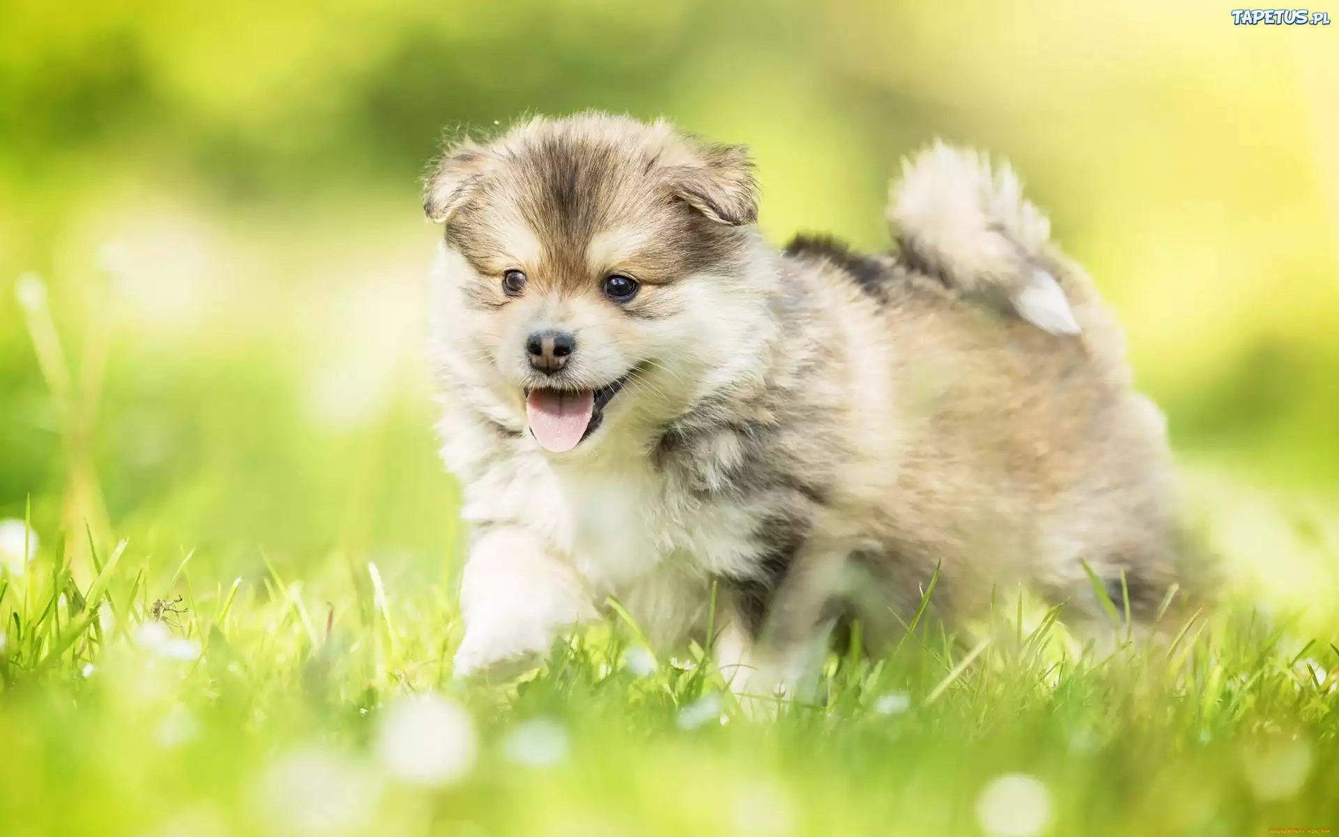 Szczeniak, Fiński lapphund, Trawa
