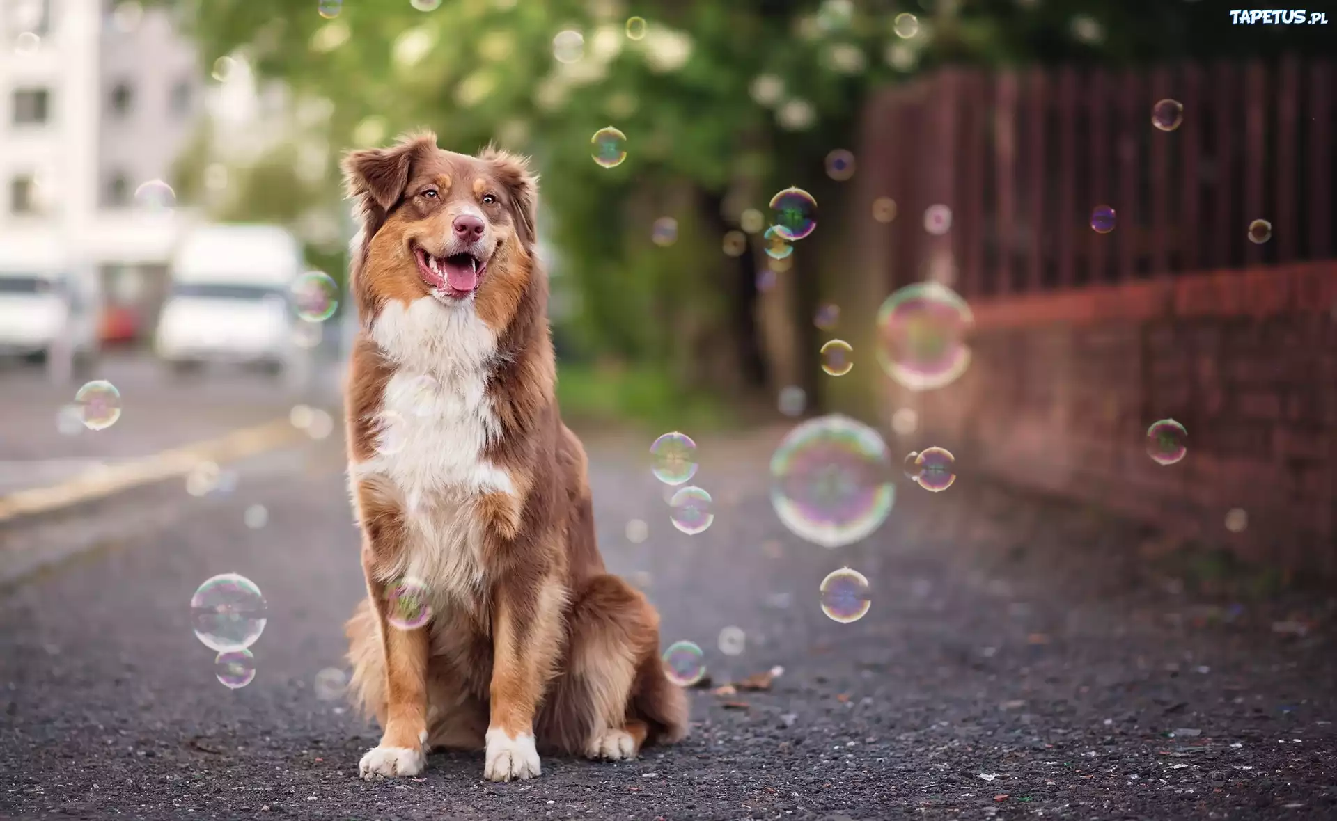 Bańki, Mydlane, Owczarek australijski, Australian shepherd