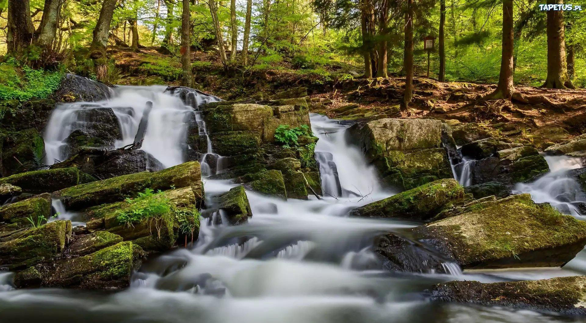 Niemcy, Rzeka Selke, Wodospad Selkefall, Kamienie, Las