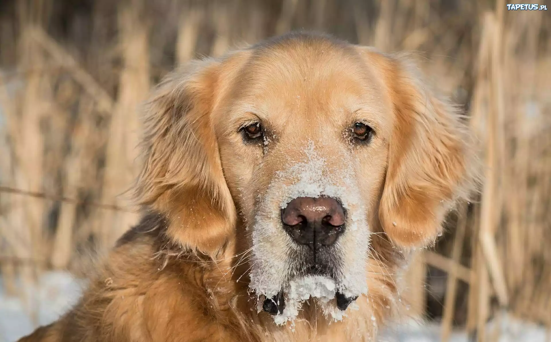 Pies, Golden retriever, Mordka