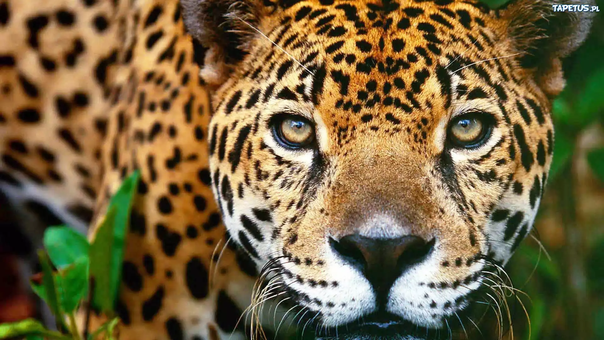Jaguar, Oczy