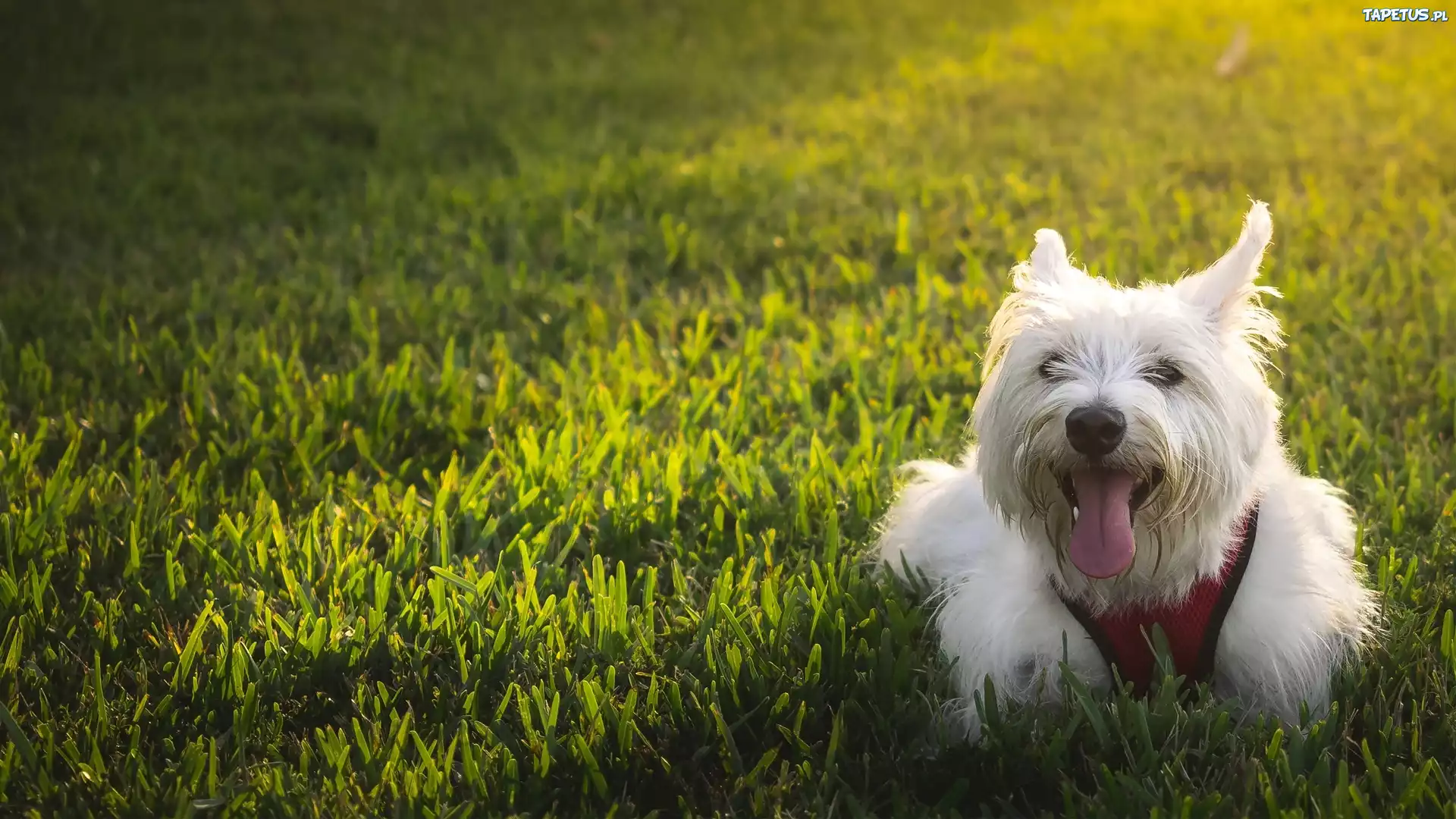 Piesek, West Highland White Terrier