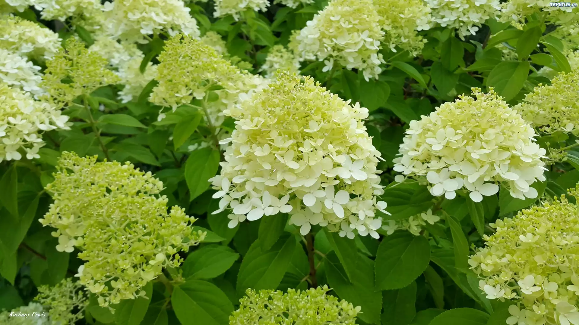 Białe, Hortensje