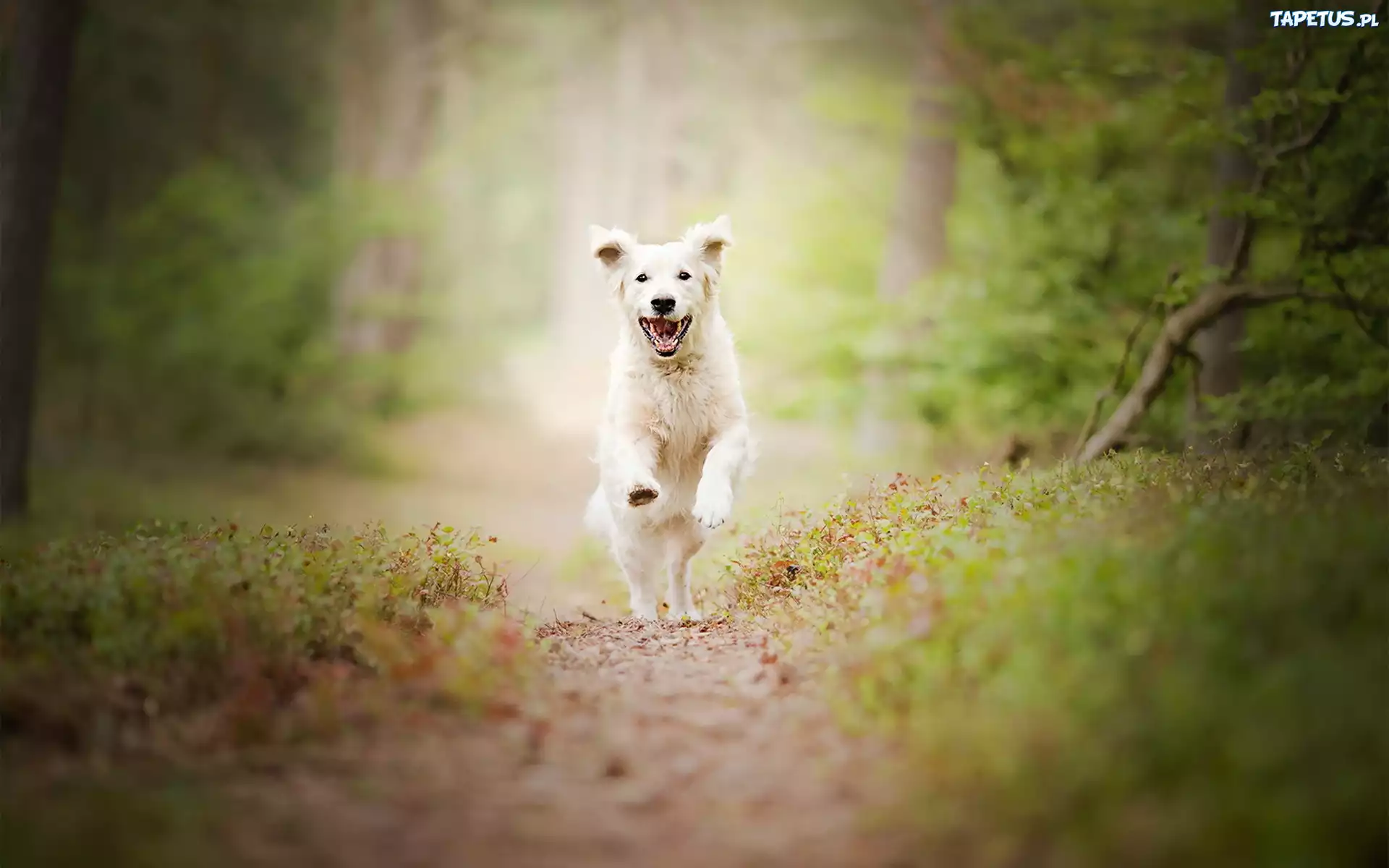 Las, Biegnący, Pies, Golden retriever