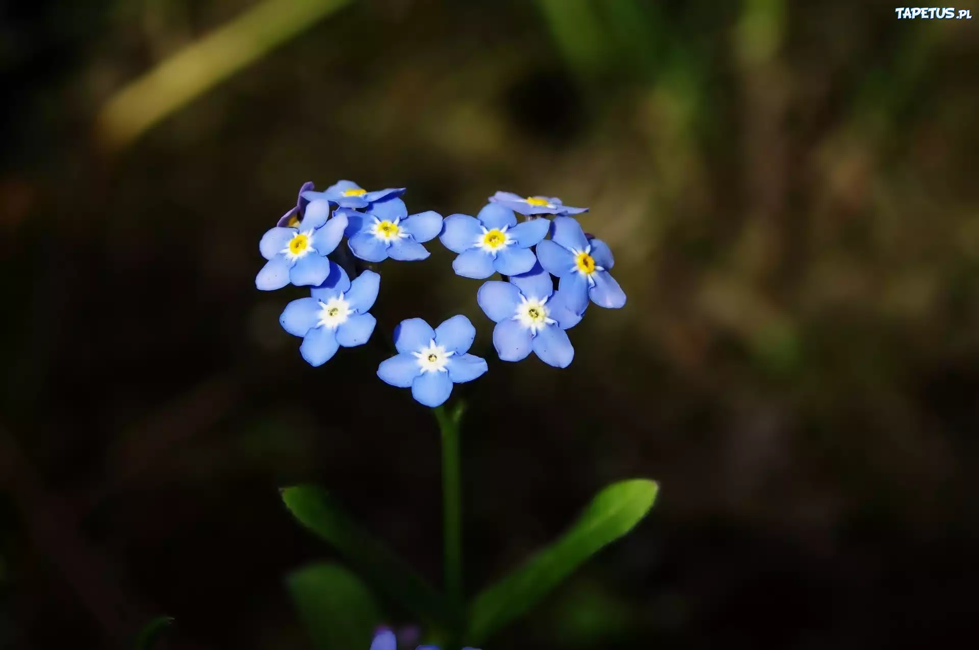 Незабудки на счастье. Незабудка Myosotis Myomark. Незабудка Мон ами Блю. Незабудка мелкоцветковая. Незабудка холмовая.