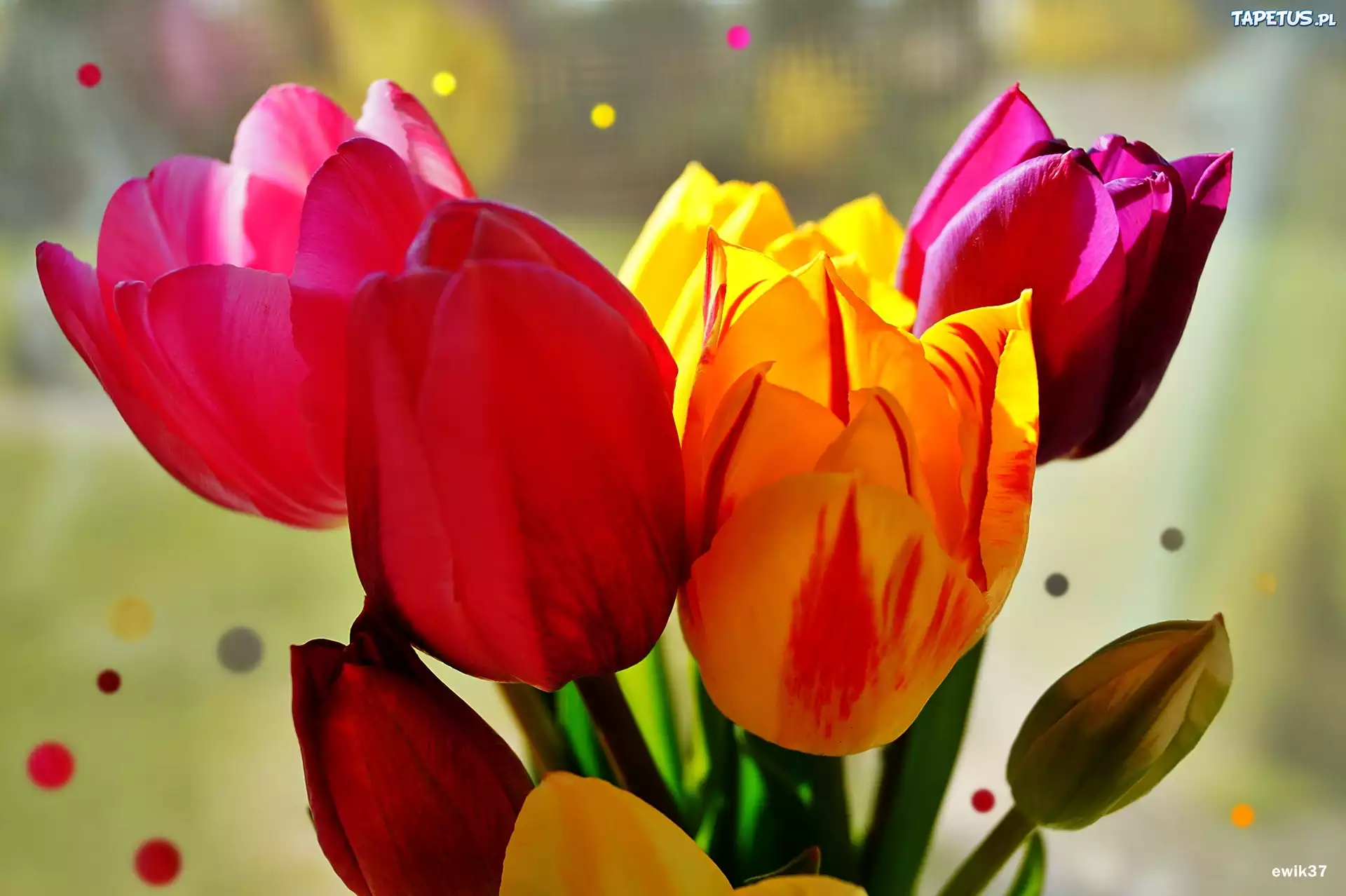 Tulipany, Kropki