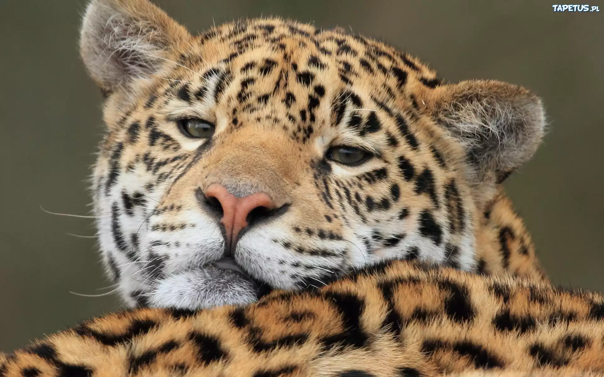 Jaguar amerykański, Dziki, Kot