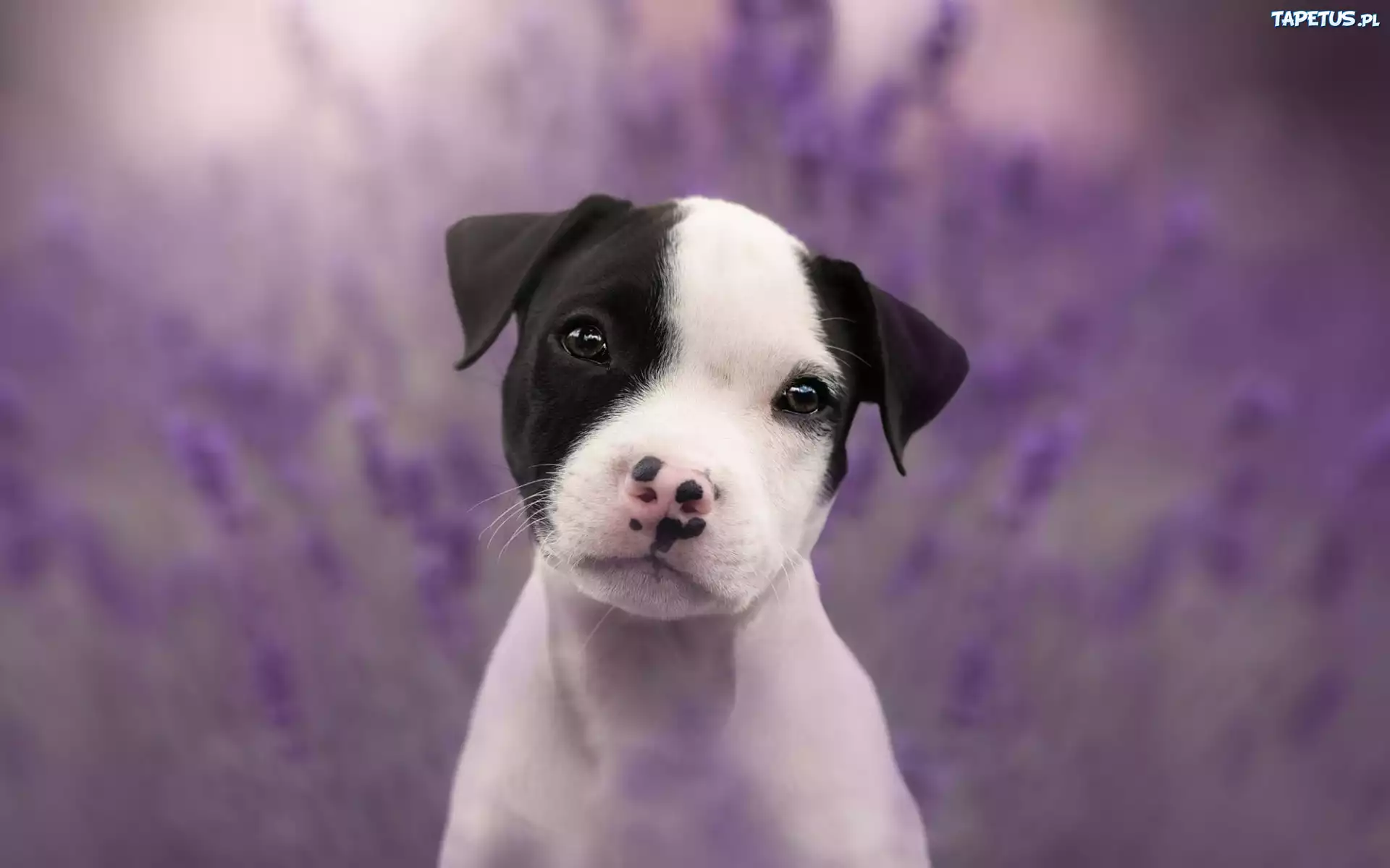 Pies, Słodki, Szczeniak, Staffordshire Bull Terrier
