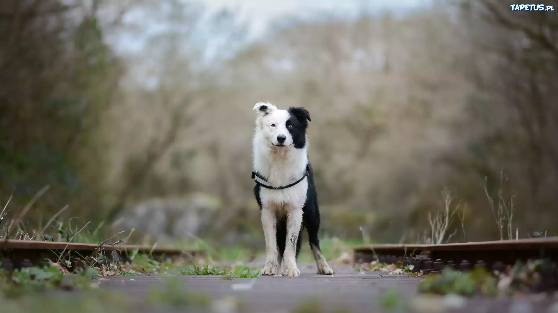 Border collie, Tory